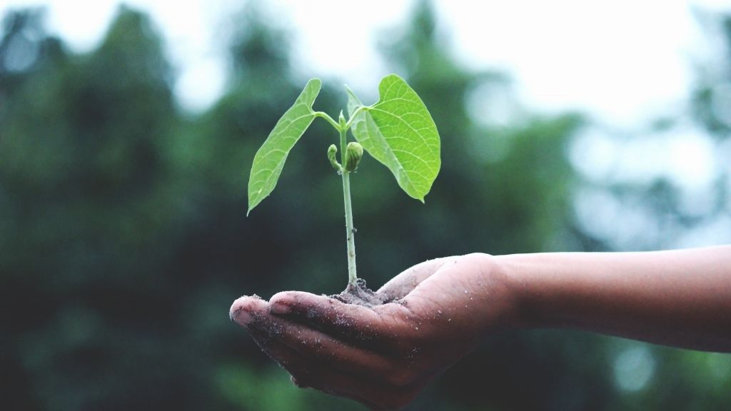 Terre et plant qui pousse dans la main, éco-responsable et bon pour la planète